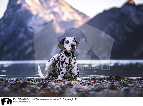 Dalmatiner Rde / male Dalmatian / SIB-02654