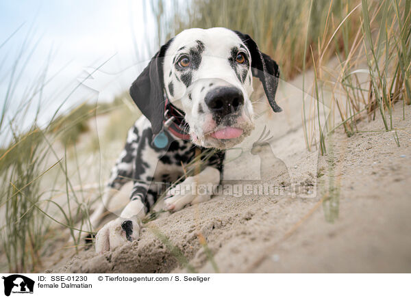 Dalmatiner Hndin / female Dalmatian / SSE-01230