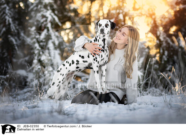 Dalmatiner im Winter / Dalmatian in winter / JEB-02350