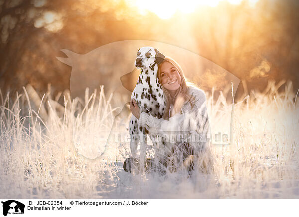 Dalmatiner im Winter / Dalmatian in winter / JEB-02354