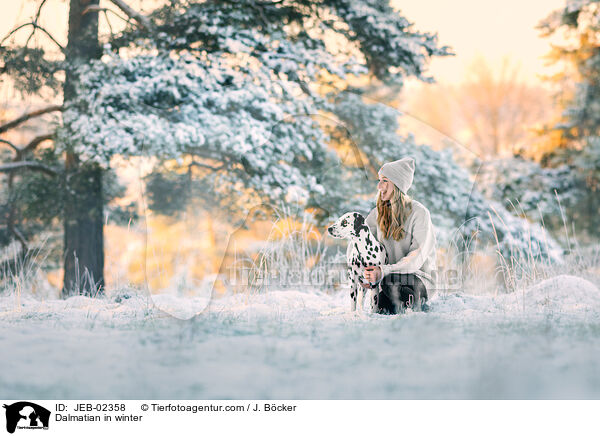 Dalmatiner im Winter / Dalmatian in winter / JEB-02358