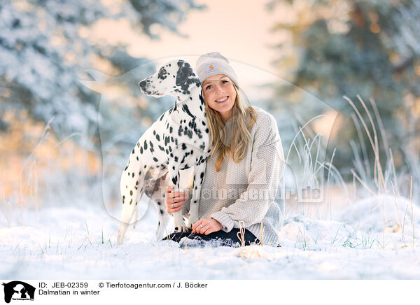 Dalmatiner im Winter / Dalmatian in winter / JEB-02359