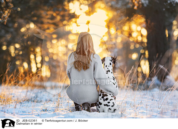Dalmatiner im Winter / Dalmatian in winter / JEB-02361