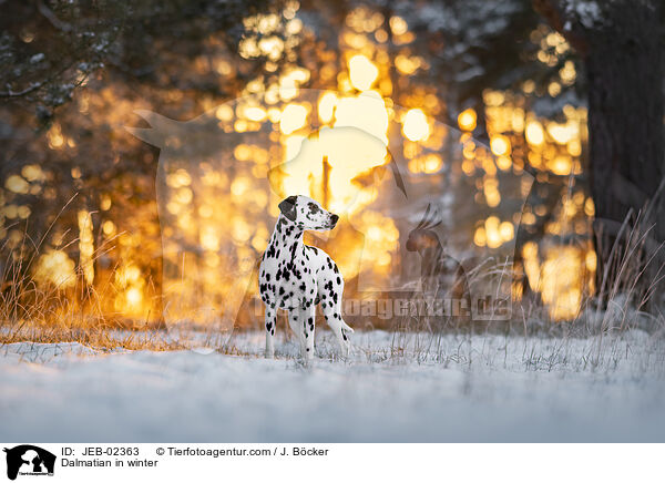 Dalmatiner im Winter / Dalmatian in winter / JEB-02363