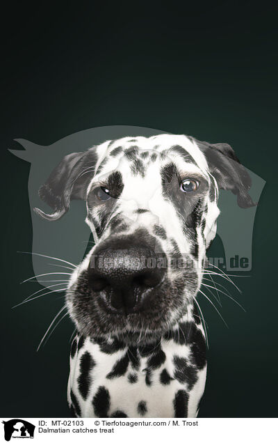 Dalmatiner fngt Leckerchen / Dalmatian catches treat / MT-02103