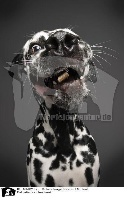 Dalmatiner fngt Leckerchen / Dalmatian catches treat / MT-02109