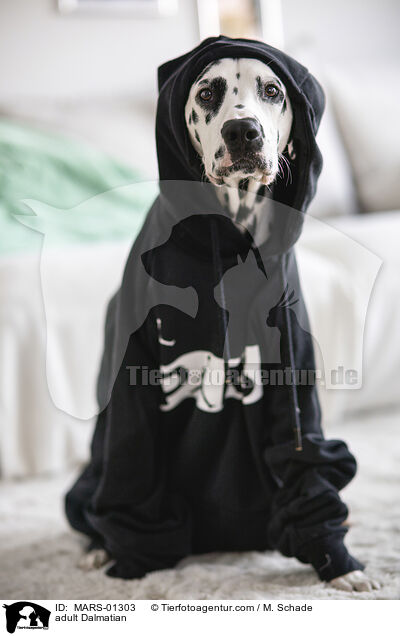 ausgewachsener Dalmatiner / adult Dalmatian / MARS-01303