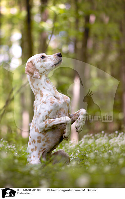 Dalmatiner / Dalmatian / MASC-01088