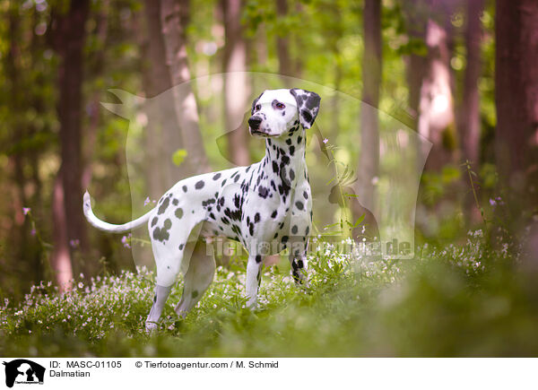 Dalmatian / MASC-01105