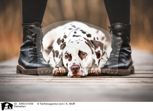 Dalmatiner / Dalmatian / AWO-01056
