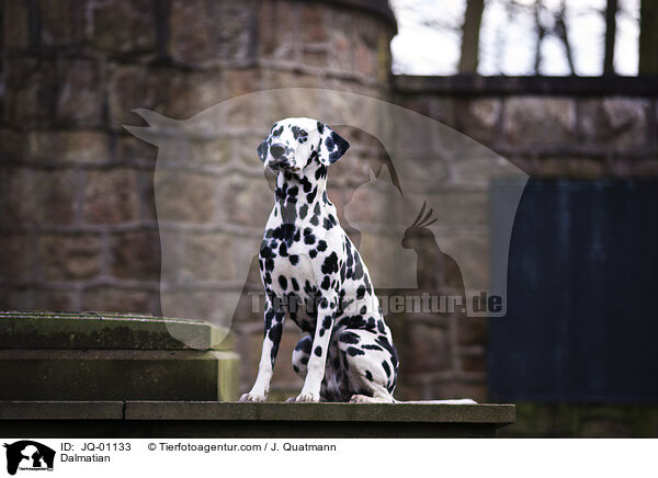 Dalmatiner / Dalmatian / JQ-01133