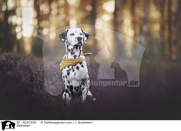 Dalmatiner / Dalmatian / JQ-01529