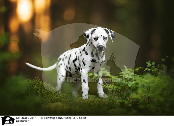 Dalmatiner / Dalmatian / JEB-02514