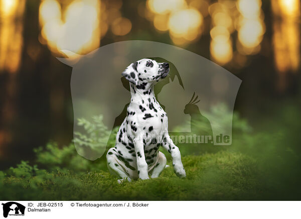 Dalmatiner / Dalmatian / JEB-02515