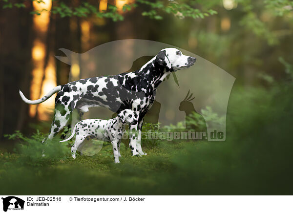 Dalmatian / JEB-02516