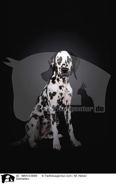 Dalmatiner / Dalmatian / MAH-03889