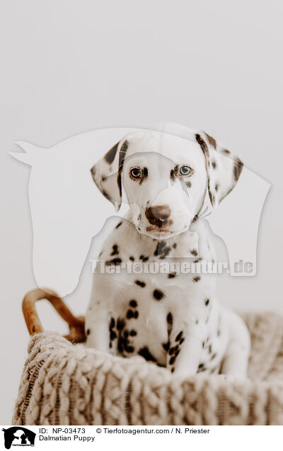 Dalmatiner Welpe / Dalmatian Puppy / NP-03473