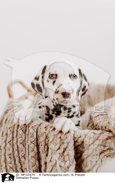 Dalmatiner Welpe / Dalmatian Puppy / NP-03474