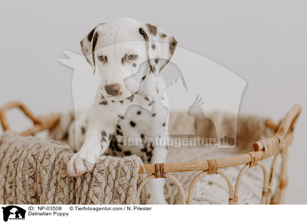 Dalmatiner Welpe / Dalmatian Puppy / NP-03508