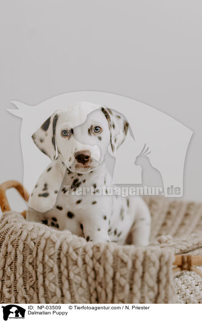 Dalmatiner Welpe / Dalmatian Puppy / NP-03509