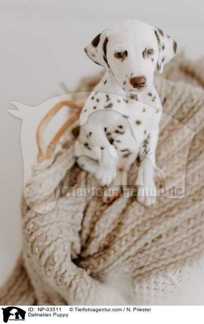 Dalmatiner Welpe / Dalmatian Puppy / NP-03511