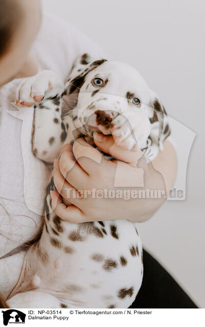 Dalmatian Puppy / NP-03514