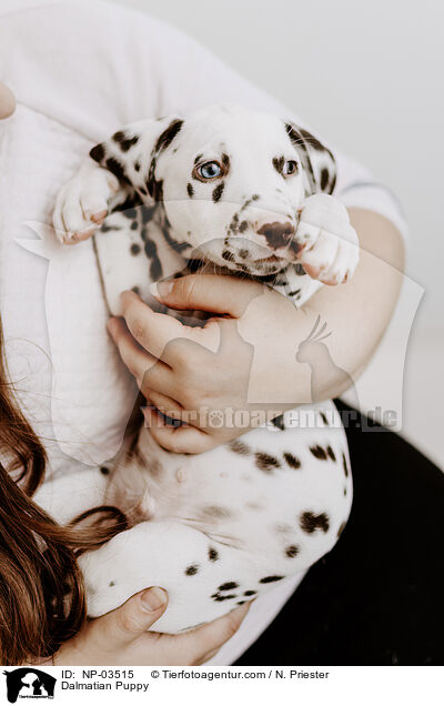 Dalmatian Puppy / NP-03515