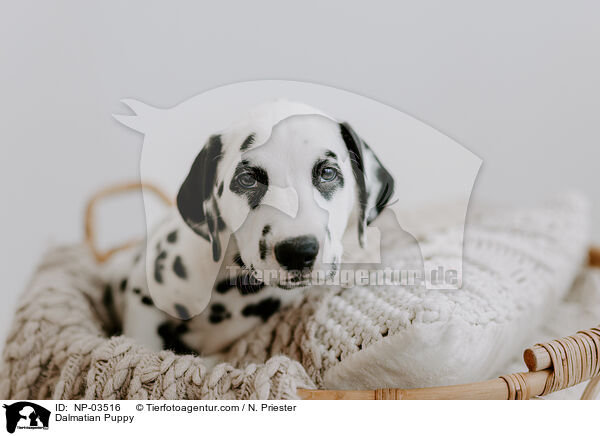 Dalmatiner Welpe / Dalmatian Puppy / NP-03516
