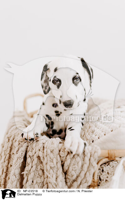 Dalmatiner Welpe / Dalmatian Puppy / NP-03518