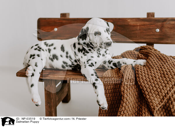 Dalmatiner Welpe / Dalmatian Puppy / NP-03519