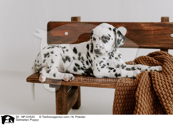 Dalmatiner Welpe / Dalmatian Puppy / NP-03520