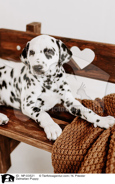 Dalmatiner Welpe / Dalmatian Puppy / NP-03521