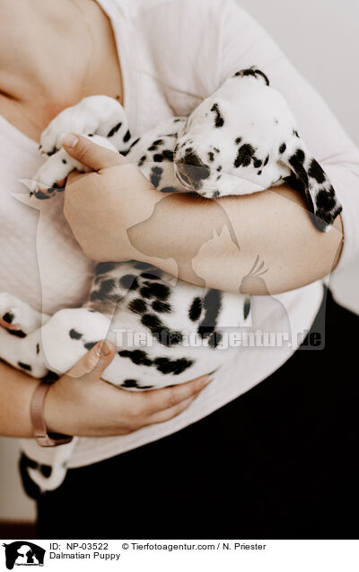Dalmatiner Welpe / Dalmatian Puppy / NP-03522