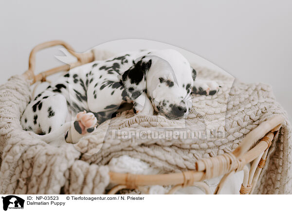 Dalmatiner Welpe / Dalmatian Puppy / NP-03523