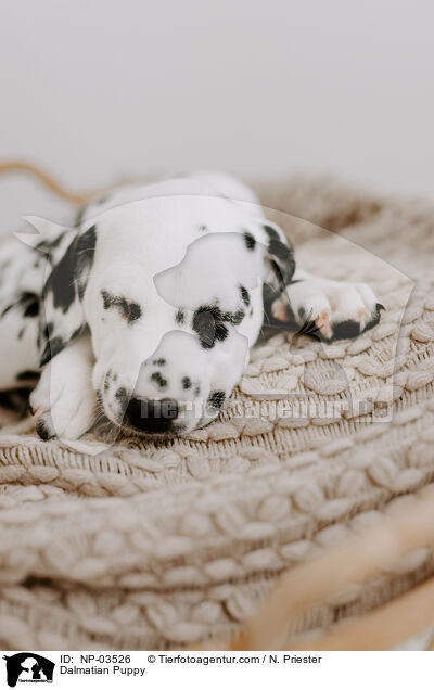 Dalmatiner Welpe / Dalmatian Puppy / NP-03526
