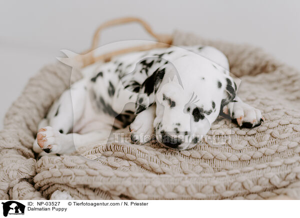 Dalmatiner Welpe / Dalmatian Puppy / NP-03527