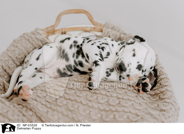 Dalmatiner Welpe / Dalmatian Puppy / NP-03529