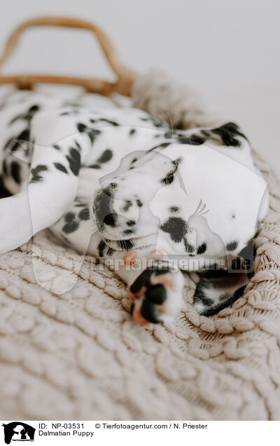 Dalmatiner Welpe / Dalmatian Puppy / NP-03531