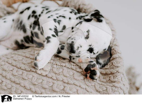 Dalmatiner Welpe / Dalmatian Puppy / NP-03532
