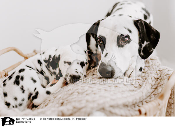 Dalmatians / NP-03535