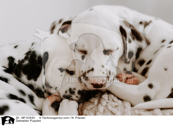 Dalmatiner Welpen / Dalmatian Puppies / NP-03540