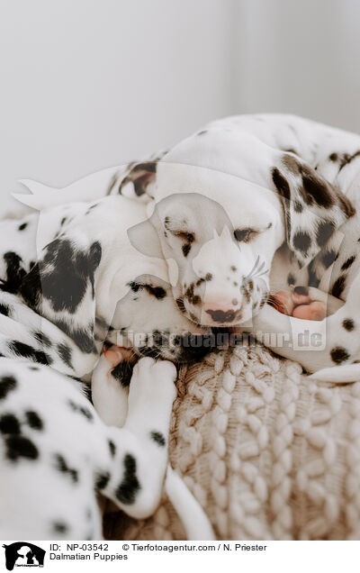 Dalmatiner Welpen / Dalmatian Puppies / NP-03542