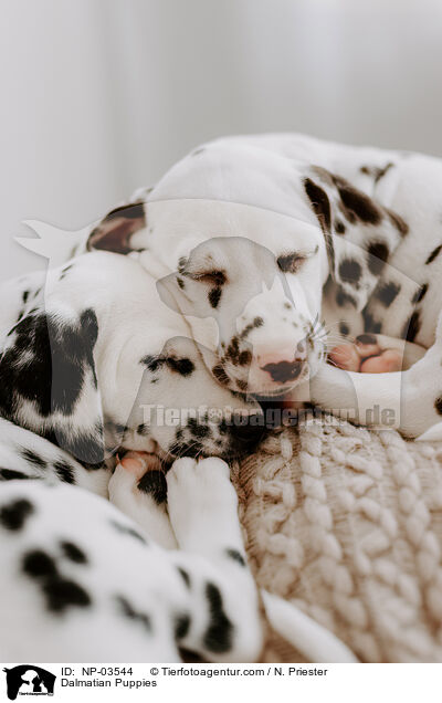 Dalmatiner Welpen / Dalmatian Puppies / NP-03544