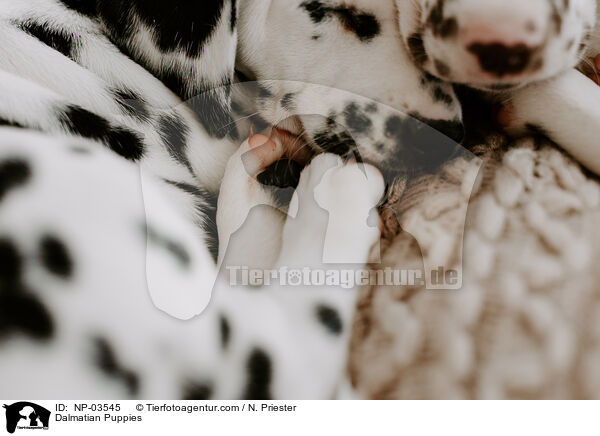 Dalmatiner Welpen / Dalmatian Puppies / NP-03545