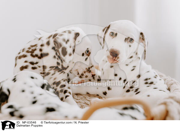Dalmatian Puppies / NP-03546