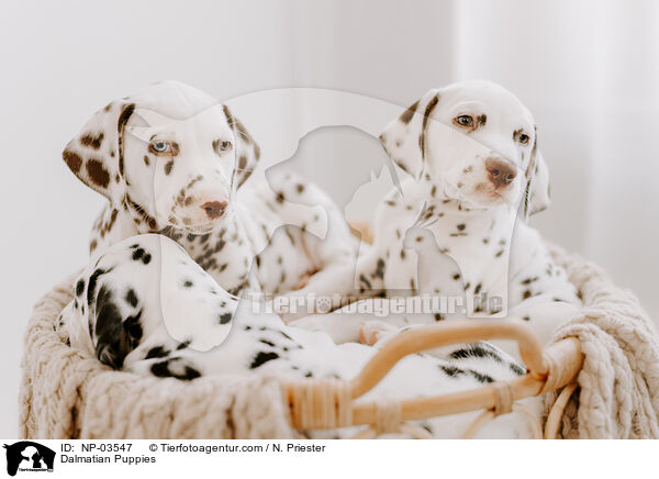 Dalmatiner Welpen / Dalmatian Puppies / NP-03547