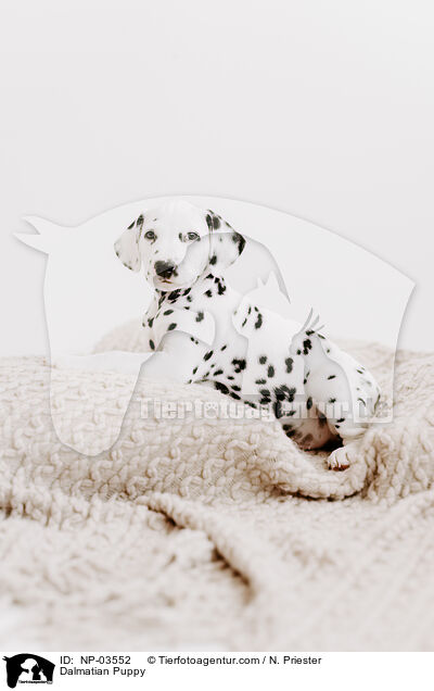Dalmatiner Welpe / Dalmatian Puppy / NP-03552