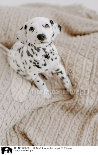 Dalmatiner Welpe / Dalmatian Puppy / NP-03553