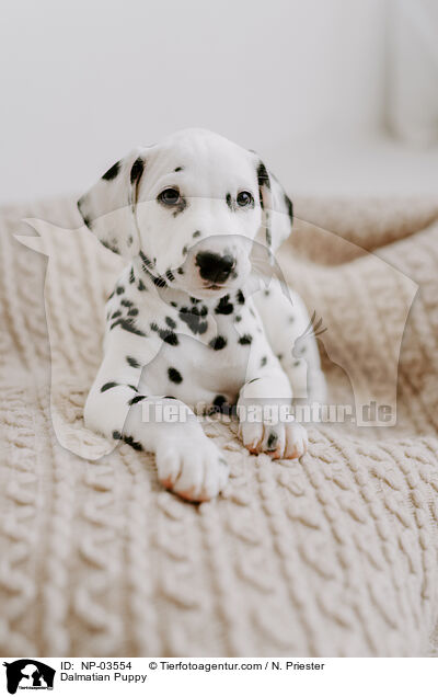 Dalmatiner Welpe / Dalmatian Puppy / NP-03554