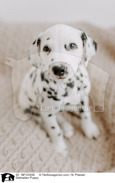 Dalmatiner Welpe / Dalmatian Puppy / NP-03556